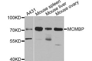 Western blot analysis of extract of various cells, using MCMBP antibody. (MCMBP 抗体)