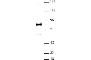 Western Blotting (WB) image for anti-X-Ray Repair Complementing Defective Repair in Chinese Hamster Cells 1 (XRCC1) (N-Term) antibody (ABIN6972913)