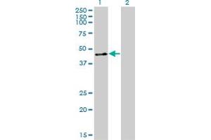 Western Blotting (WB) image for anti-Zinc Finger Protein 24 (ZNF24) (AA 1-369) antibody (ABIN599467) (ZNF24 抗体  (AA 1-369))