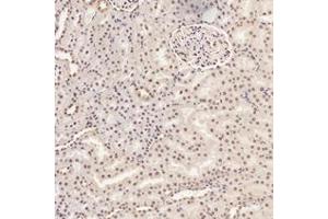 Immunohistochemistry analysis of paraffin-embedded rat kidney using,RMND5A (ABIN7075401) at dilution of 1: 3000