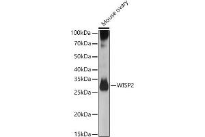 Western blot analysis of extracts of Mouse ovary, using WISP2 antibody (ABIN6128929, ABIN6150227, ABIN6150229 and ABIN6223338) at 1:500 dilution. (WISP2 抗体  (AA 1-250))