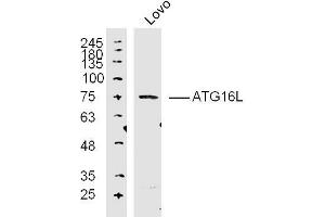 Lane 1: Lovo lysates probed with ATG16L Polyclonal Antibody, Unconjugated  at 1:300 overnight at 4˚C. (ATG16L1 抗体  (AA 501-607))
