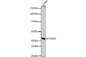 Western blot analysis of extracts of Jurkat cells, using FOXP3 Rabbit mAb (ABIN7267248) at 1:1000 dilution. (FOXP3 抗体)