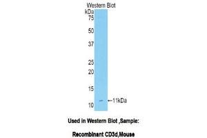 Western Blotting (WB) image for anti-CD3d Molecule, delta (CD3-TCR Complex) (CD3D) (AA 22-104) antibody (ABIN1175136) (CD3D 抗体  (AA 22-104))