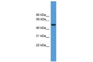 WB Suggested Anti-Atf2 Antibody Titration:  0. (ATF2 抗体  (N-Term))