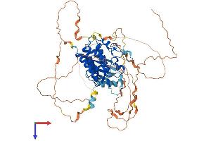 TESK1 Protein (AA 1-626) (His tag)