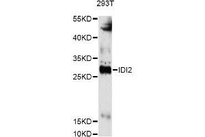 Western blot analysis of extracts of 293T cells, using IDI2 antibody (ABIN6293245) at 1:3000 dilution. (IPP Isomerase 2 抗体)