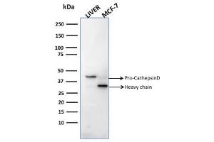 Western Blot Analysis of human liver tissue and MCF-7 cell lysates usingCathepsin D Mouse Monoclonal Antibody (CTSD/2781). (Cathepsin D 抗体  (AA 104-250))