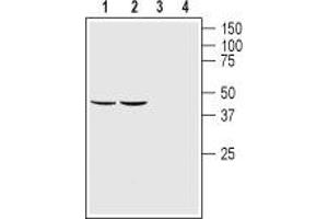 Western blot analysis of rat (lanes 1 and 3) and mouse (lanes 2 and 4) brain lysates: - 1,2. (GFRA1 抗体  (Extracellular Domain))