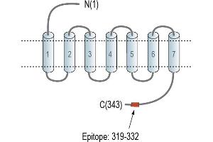 Representative domain view of the target of ABIN7235445. (G Protein-Coupled Receptor 81 (GPR81) Peptide)