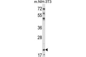 Western Blotting (WB) image for anti-Nuclear Import 7 Homolog (NIP7) antibody (ABIN3003870) (NIP7 抗体)