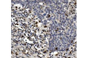IHC analysis of SAMHD1 using anti-SAMHD1 antibody (ABIN7601516).