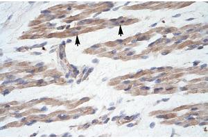 Human Muscle; MANSC1 antibody - N-terminal region in Human Muscle cells using Immunohistochemistry (MANSC1 抗体  (N-Term))