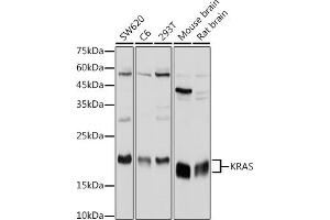 Western blot analysis of extracts of various cell lines, using KRAS antibody (ABIN3021676, ABIN3021677, ABIN3021678, ABIN1513137 and ABIN1514282) at 1:1000 dilution. (K-RAS 抗体)