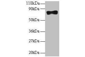 Western blot All lanes: Samhd1 antibody at 2 μg/mL + 293T whole cell lysate Secondary Goat polyclonal to rabbit IgG at 1/10000 dilution Predicted band size: 76, 75 kDa Observed band size: 76 kDa (SAMHD1 抗体  (AA 426-657))