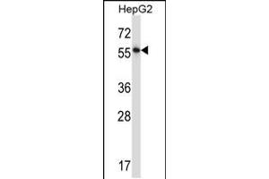 Western blot analysis in HepG2 cell line lysates (35ug/lane). (NFIA 抗体  (C-Term))