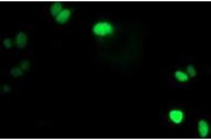 Anti-LENG1 mouse monoclonal antibody (ABIN2454711) immunofluorescent staining of COS7 cells transiently transfected by pCMV6-ENTRY LENG1 (RC204931). (Leng1 抗体)