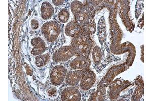 IHC-P Image TMED9 antibody [N1C3] detects TMED9 protein at cytoplasm in mouse duodenum by immunohistochemical analysis. (TMED9 抗体  (Center))