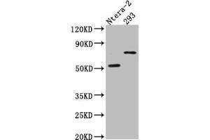 Western Blot Positive WB detected in: Ntera-2 whole cell lysate, HEK293 whole cell lysate All lanes: GABA A Receptor alpha 5 antibody at 1:1000 Secondary Goat polyclonal to rabbit IgG at 1/50000 dilution Predicted band size: 53 kDa Observed band size: 70 kDa