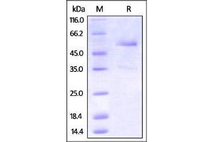 Cynomolgus DR3 / TNFRSF2, Fc Tag on SDS-PAGE under reducing (R) condition.