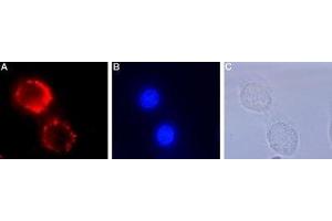 Immunocytochemistry (ICC) image for anti-Neurotrophic Tyrosine Kinase, Receptor, Type 1 (NTRK1) (AA 342-356), (Extracellular) antibody (ABIN7043385)