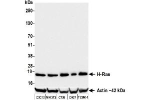 Western Blotting (WB) image for anti-HRas proto-oncogene, GTPase (HRAS) (AA 50-100) antibody (ABIN7795770) (Recombinant HRAS 抗体  (AA 50-100))