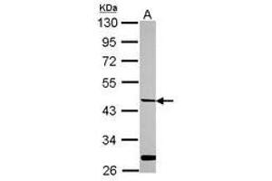 Image no. 1 for anti-Hepsin (HPN) (AA 202-400) antibody (ABIN1498709) (Hepsin 抗体  (AA 202-400))