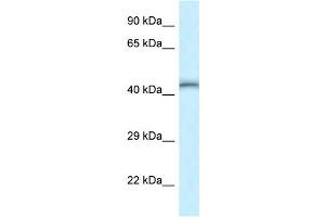 WB Suggested Anti-Tead4 Antibody   Titration: 1. (TEAD4 抗体  (Middle Region))
