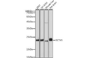 Western blot analysis of extracts of various cell lines, using DCTN5 antibody (ABIN7266852) at 1:1000 dilution. (DCTN5 抗体)