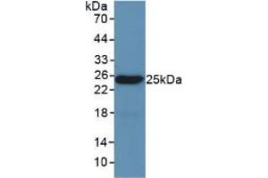 Western blot analysis of recombinant Mouse LEP. (Leptin 抗体  (AA 22-167))