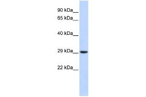 WB Suggested Anti-PSMA3 Antibody Titration: 0. (PSMA3 抗体  (Middle Region))