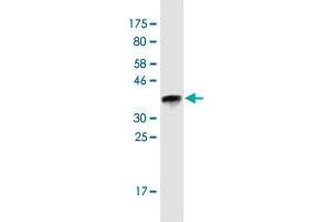 Western Blot detection against Immunogen (36. (SAGE1 抗体  (AA 357-455))