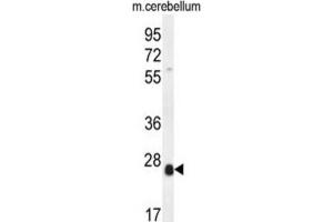 Western Blotting (WB) image for anti-Scleraxis (SCXA) antibody (ABIN5015284) (SCXA 抗体)