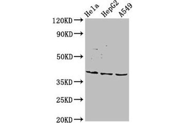 NANS anticorps  (AA 132-259)