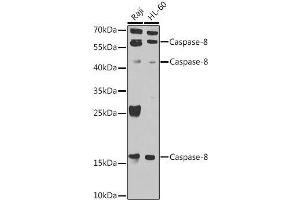 Western blot (Caspase 8 抗体  (AA 1-479))