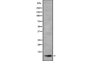 TAL2 抗体  (C-Term)