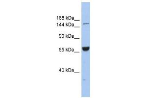 KIF15 antibody used at 1 ug/ml to detect target protein. (KIF15 抗体  (Middle Region))