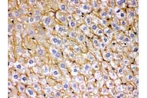 Anti- SOD3 Picoband antibody,IHC(P) IHC(P): Mouse Liver Tissue (SOD3 抗体  (N-Term))