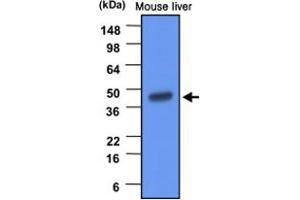 Western blot analysis of mouse liver extracts (20 ug) were resolved by SDS - PAGE , transferred to PVDF membrane and probed with BHMT monoclonal antibody , clone 3D6 (1 : 1000) . (BHMT 抗体)