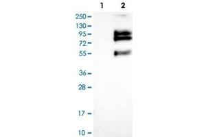 Western blot analysis of Lane 1: Negative control (vector only transfected HEK293T lysate), Lane 2: Over-expression Lysate (Co-expressed with a C-terminal myc-DDK tag (~3. (VSIG1 抗体)