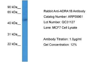 WB Suggested Anti-ADRA1B  Antibody Titration: 0. (ADRA1B 抗体  (N-Term))