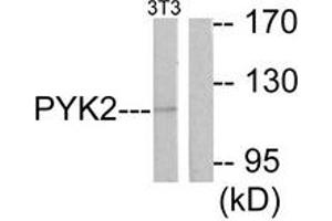 Western blot analysis of extracts from NIH-3T3 cells, treated with Serum 20% 30', using PYK2 (Ab-881) Antibody. (PTK2B 抗体  (AA 847-896))