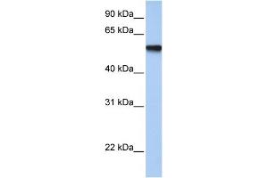 Western Blotting (WB) image for anti-Transcription Factor AP-2 gamma (Activating Enhancer Binding Protein 2 Gamma) (TFAP2C) (Middle Region) antibody (ABIN2777941)