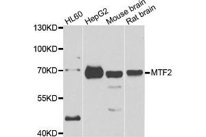 Western blot analysis of extracts of various cell lines, using MTF2 antibody. (MTF2 抗体)