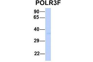 Western Blotting (WB) image for anti-Polymerase (RNA) III (DNA Directed) Polypeptide F, 39 KDa (POLR3F) (Middle Region) antibody (ABIN2783472)