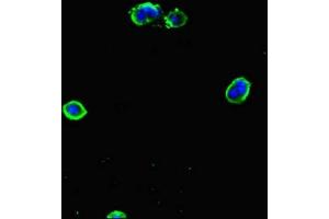 Immunofluorescent analysis of MCF-7 cells using ABIN7154168 at dilution of 1:100 and Alexa Fluor 488-congugated AffiniPure Goat Anti-Rabbit IgG(H+L) (PGP 抗体  (AA 140-300))