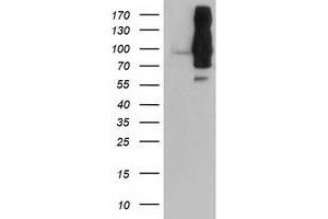 Western Blotting (WB) image for anti-Dipeptidyl-Peptidase 9 (DPP9) antibody (ABIN1497899) (DPP9 抗体)