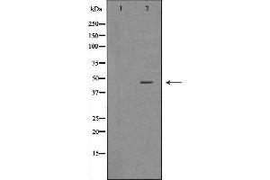 Western blot analysis of 293T  lysate using BHMT antibody. (BHMT 抗体  (C-Term))