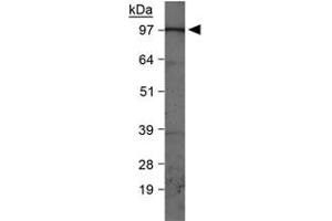 Western blot analysis of PIK3C3 in HepG2 whole cell lysates with PIK3C3 polyclonal antibody . (PIK3C3 抗体  (AA 700-850))