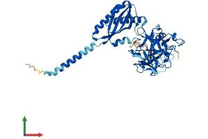 AlphaFold protein structure predicition of Human Recombinant TMPRSS11B Protein, UniprotID Q86T26